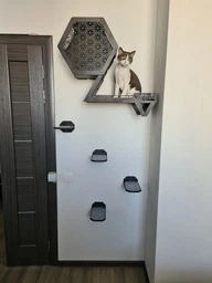 Настенная кровать для кота, шестиугольная полка для кота, 3 настенные ступеньки. Полки для кота. Цвет темное дерево фото от покупателей 2