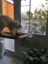 Лежанка для кота на окно подвесная гамак для кошки на присосках (ОL-152925)