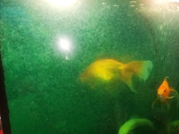 Средство для очистки прудовой воды TetraPond Crystal Water 250 мл №180635 фото от покупателей 2