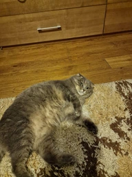 Корм для кошек Royal Canin Gastrointestinal при расстройствах пищеварения, 4 кг фото от покупателей 9