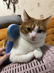 Щетка пуходерка Meow Meow для вычесывания шерсти и подшерстка у кошек и собак самоочищающаяся 11х8х20 см голубая (000002) фото от покупателей 1