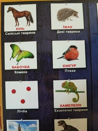 Картки Домана Подарунковий набір Вундеркінд з пелюшок Велика валіза Ламінація Українська мова 2100065175311