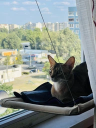 Спальное место для кошки кровать лежанка оконная гамак Sunny Seat Window фото от покупателей 1