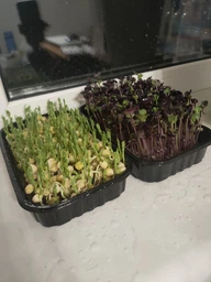 Набір для вирощування мікрозелені Panda microgreen на 7 врожаїв (ТОП 7 видів культур)