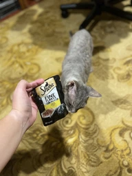 Упаковка влажного корма для кошек Sheba с курицей в желе 85 г 28 шт (4770608264437) фото от покупателей 3