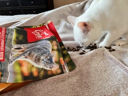Сухий корм для котів Orijen Original Cat 5.4 кг
