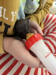 Замінник котячого молока для кошенят Royal Canin Babycat milk 300 г
