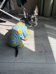 Піжама для собак Pet Style "Качки" Блакитна 2XL фото від покупців 1