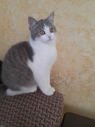 Вологий корм для стерилізованих котів Purina Pro Plan Sterilised Пуріна Проплан з куркою в підливці пауч 85 г 26 шт (7613036092852) фото від покупців 5