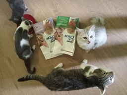 Сухий корм для котів з чутливим травленням Purina Cat Chow Sensitive Пуріна Кет Чао з лососем 1,5 кг (7613035394131) фото от покупателей 1