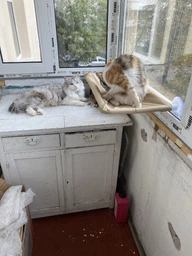 Лежанка для кота на окно подвесная гамак для кошки на присосках (ОL-152925) фото от покупателей 1
