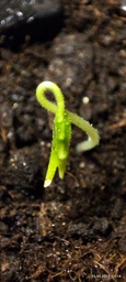 Насіння перцю Чорна кобра (Black Cobra Chili Pepper) фото від покупців 7