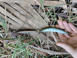 Воблер Jackall Water Moccasin 75 мм 9.4 г Ghostg Perch Floating (16990866)