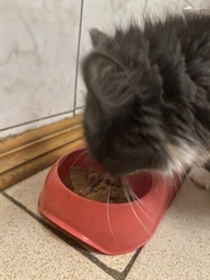Вологий корм для стерилізованих котів Purina Pro Plan Sterilised Пуріна Проплан з куркою в підливці пауч 85 г 26 шт (7613036092852) фото від покупців 3