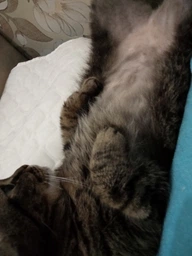 Сухий корм Purina Pro Plan Sterilised Adult 1+ Renal Plus для стерилізованих котів з індичкою 1.5 кг фото від покупців 1