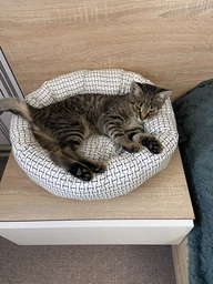 Лежак для котів та собак Природа «Skye» 45 см/45 см/10 см (бежевий)