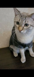 Костюм для котов (кошек) флисовый Тоторо XS Серый