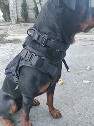 Нашийник з повідцем Harness для собак, нейлоновий з металевою пряжкою-фастекс XL (53-63см), Чорний (035XL-BLACK) фото від покупців 4
