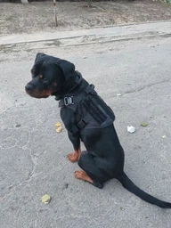 Нашийник з повідцем Harness для собак, нейлоновий з металевою пряжкою-фастекс XL (53-63см), Чорний (035XL-BLACK) фото від покупців 3