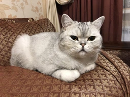 Сухой корм для котов Purina Pro Plan Adult 1+ Renal Plus с курицей 1.5 кг (НФ-00000364) фото от покупателей 15