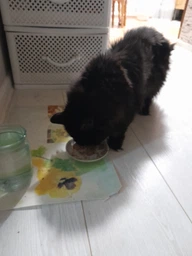 Упаковка вологого корму Pro Plan Veterinary Diets NF ST/OX Renal Function для котів при патології нирок 6 шт х 195 г фото від покупців 1