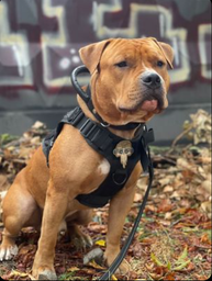 Шлейка для собак Harness K9 Long, металева пряжка фастекс і система MOLLE, L (77-99 см) Оливковий (076L-GREEN) фото від покупців 7