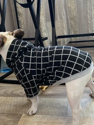 Худи для собак DogClub Spider S Grey фото от покупателей 2