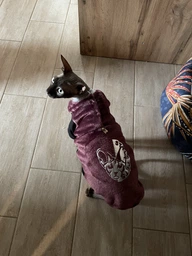 Теплая кофта для котов (кошек) Style Pets FaceSPM (KM/FSPM/br) из махровой ткани XXL фото от покупателей 3