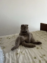 Фурмінатор з кнопкою для маленьких короткошерстих собак та котів FURminator short Hair Small Dog 4.5 см фото від покупців 7