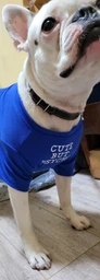 Футболка для собак Pet Style "Cut But" Синя 2XL