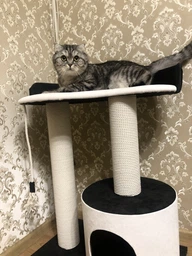 Котяча кігтеточка дряпка Венді 2 з будиночком для кота, кішки у хб канаті 70х60х40см біло чорна фото від покупців 3