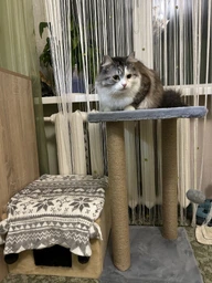Когтеточка для кота дряпка Мур-Мяу Гламур 37х37х64 см для кошек в сизалевой веревке Светло Бежевый