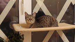 Лежанка для кота на окно подвесная гамак для кошки на присосках (ОL-152925) фото от покупателей 1