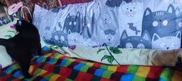 Подушка дакимакура Руно Grey Cat_1 антиаллергенное волокно 50х150 см (Р315.52_Grey Cat_1) фото от покупателей 10