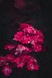 Объектив Canon EF 50mm f/1.8 STM (0570C005)