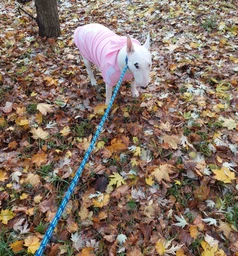 Толстовка для собак Adidog 2XL Розовый