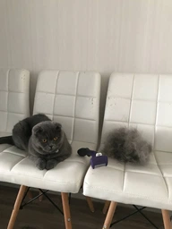 Фурминатор для котов с короткой шерстью FURminator размер M/L (691661) (4048422141259) фото от покупателей 13