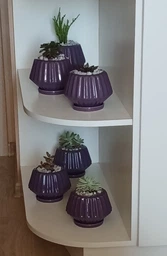 Сукулент Красула муксусная (Crassula muscosa), контейнер 7*7*8 см (s007s) фото від покупців 3