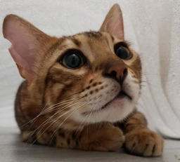 Сухой корм для взрослых кошек Purina Cat Chow Urinary для поддержания здоровья мочевыводящей системы, с курицей 1.5 кг (5997204514387) фото от покупателей 9