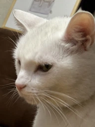 Сухой корм Purina Pro Plan Sterilised с кроликом для стерилизованных кошек и кастрированных котов 1,5 кг
