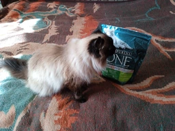 Сухий корм PURINA ONE Indoor для дорослих котів, що постійно перебувають у приміщенні, з індичкою 800 г (7613035468047) фото от покупателей 15
