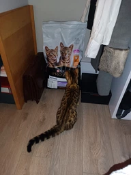 Сухой корм Purina Pro Plan Kitten Healthy Start для котят с курицей 1.5 кг фото от покупателей 11