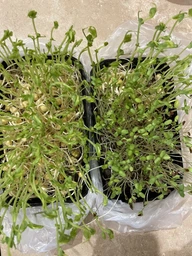Набір для вирощування мікрозелені Panda microgreen на 7 врожаїв (ТОП 7 видів культур) фото от покупателей 1