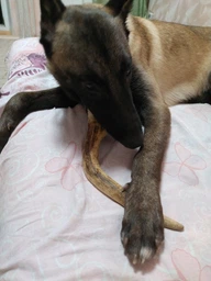 Рога оленя lucky dogs розмір M Середній фото від покупців 16