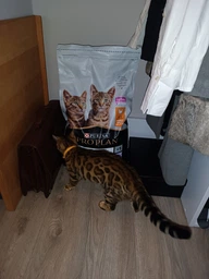 Сухой корм Purina Pro Plan Kitten Healthy Start для котят с курицей 1.5 кг фото от покупателей 8