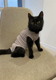 Попона комбинезон после стерилизации операции для кошек и котов Style Pets M