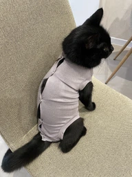 Попона комбинезон после стерилизации операции для кошек и котов Style Pets M фото от покупателей 1