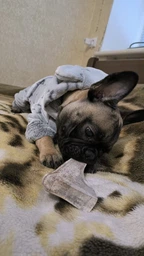 Сплит рог Lucky dogs Натуральные лакомства для собак фото от покупателей 1