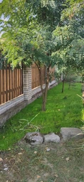 Овсяница (кострица) красная, газонная трава 1 кг фото от покупателей 5