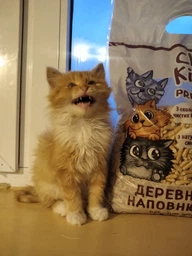 Смерековий карпатський Наповнювач для котячого туалету Clean Kitty Premium White Деревний з натуральної смереки 3 кг фото от покупателей 8